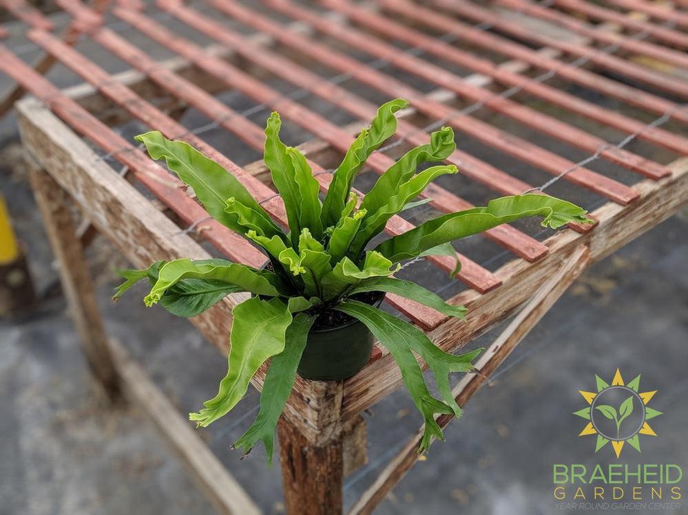 Birdsnest Fern