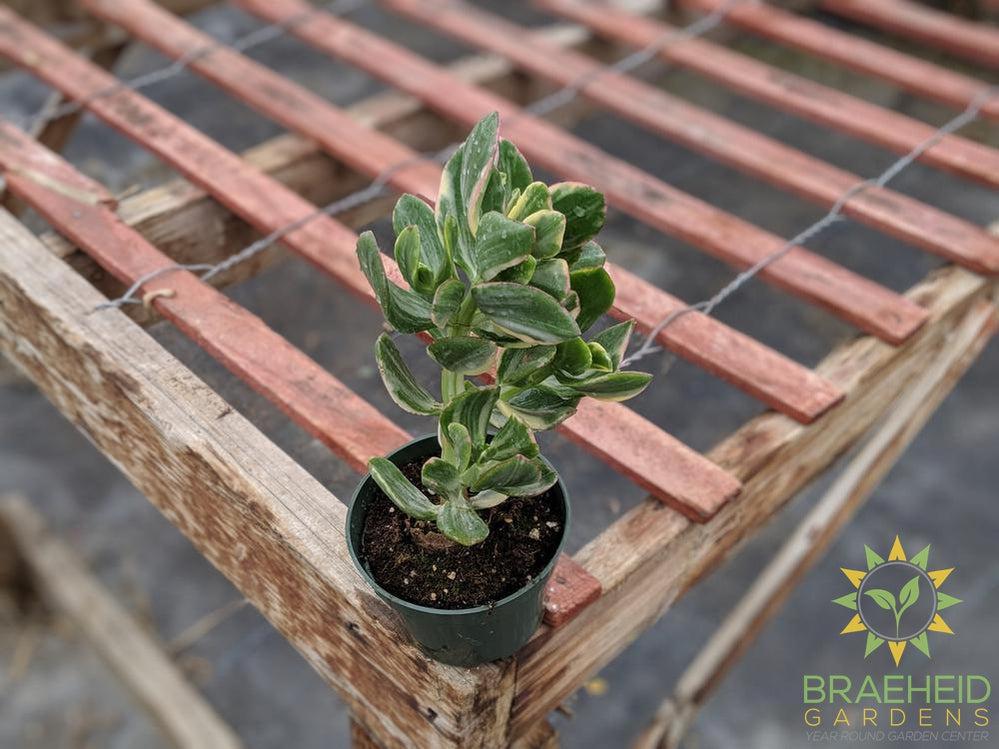 Variegated Jade (Crassula Ovata)