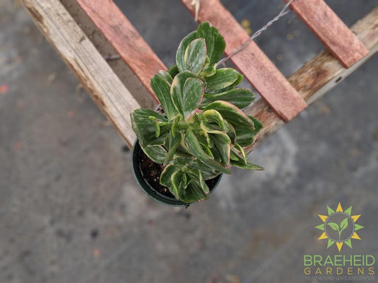 Variegated Jade (Crassula Ovata)