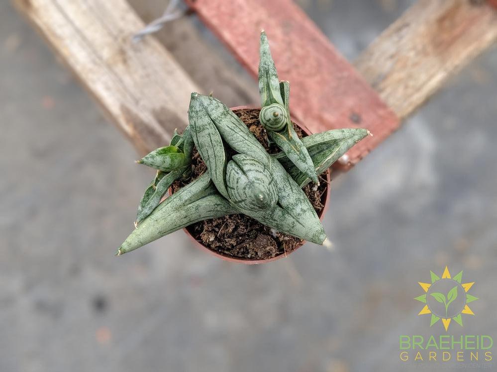 Sansevieria Boncel