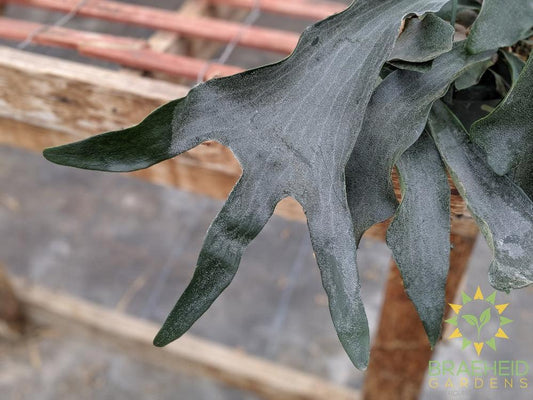 Staghorn Fern Hanging Basket