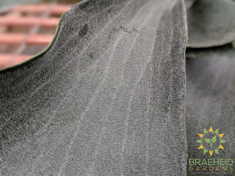 Staghorn Fern Hanging Basket