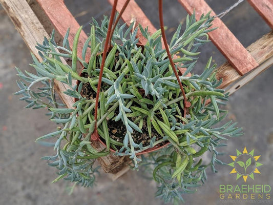 Fish Hook Hanging Basket