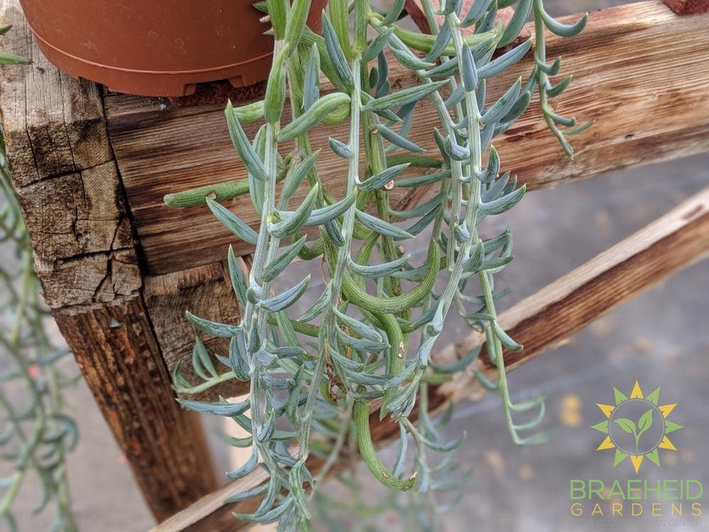 Fish Hook Hanging Basket