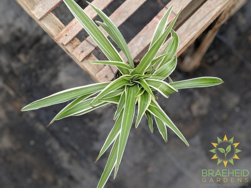 Spider Plant Reverse