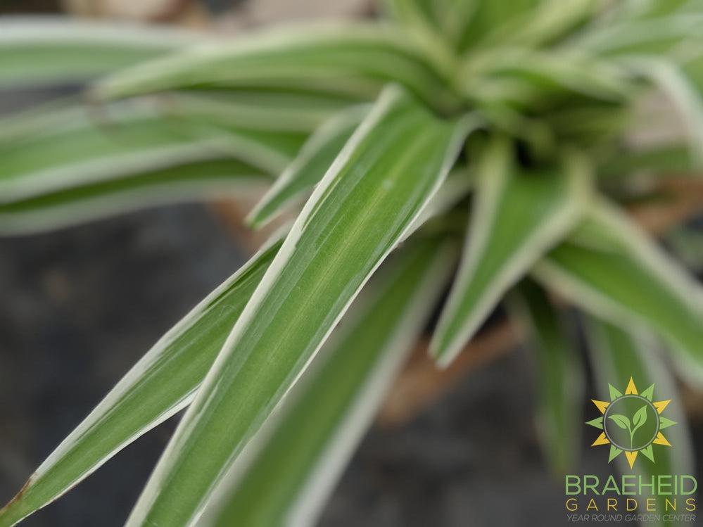 Spider Plant Reverse