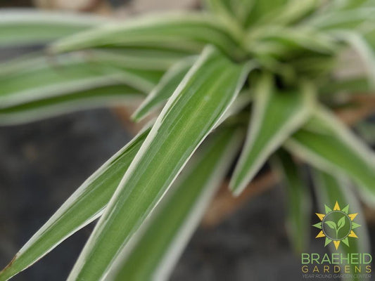 Spider Plant Reverse