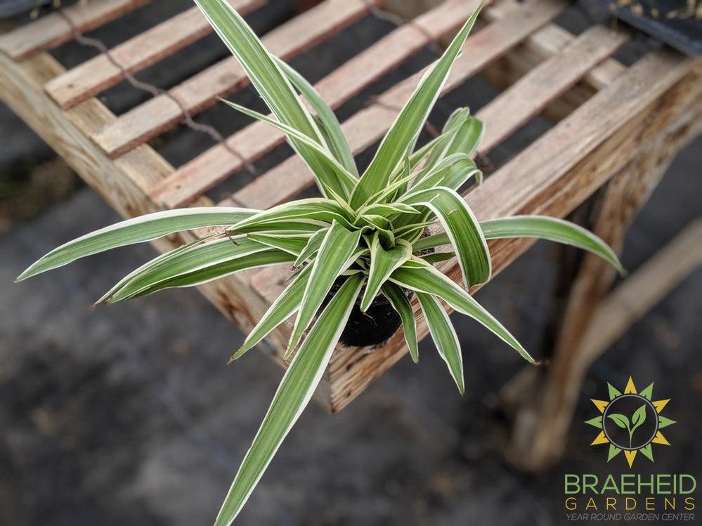 Spider Plant Reverse