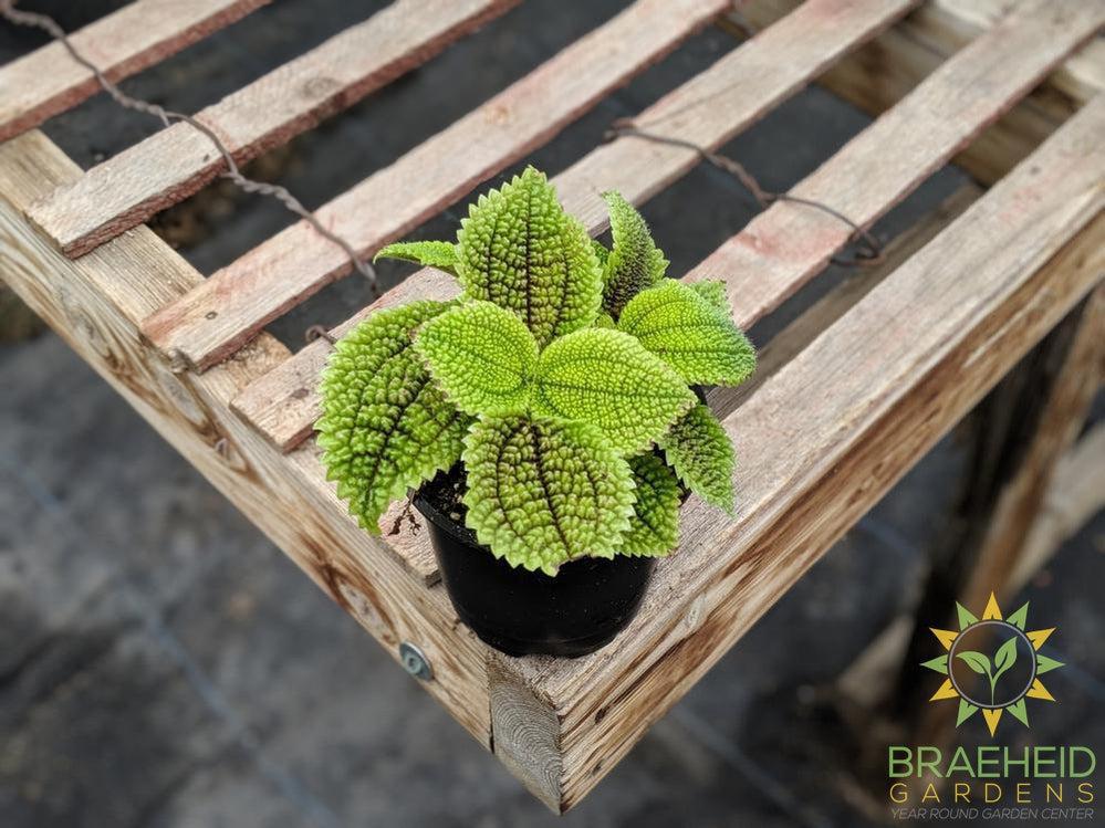 Pilea Moon Valley