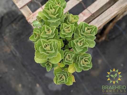 Piss Off Plant -NO SHIP-