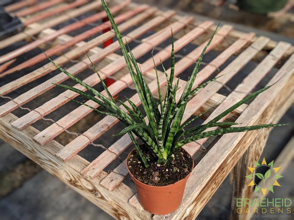 Sansevieria Mikado