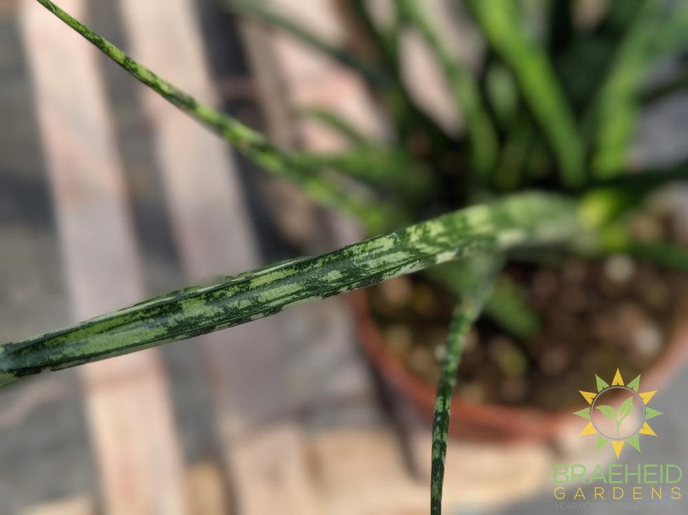 Sansevieria Mikado
