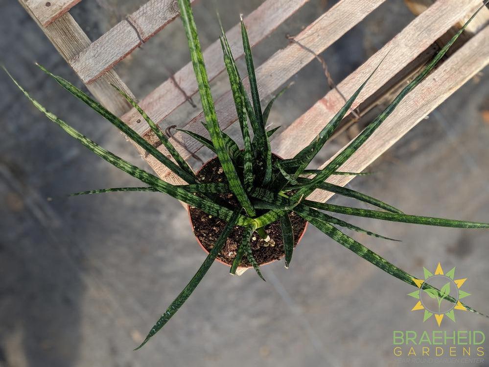 Sansevieria Mikado