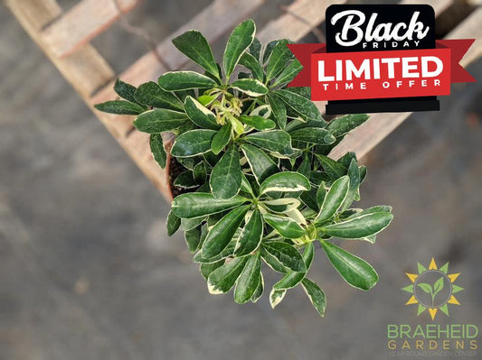 Umbrella Tree - Scheff Gold Capella