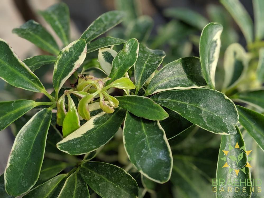 Umbrella Tree - Scheff Gold Capella