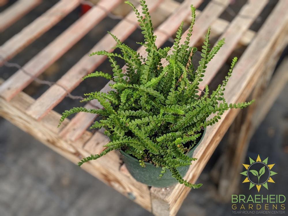 Button Fern