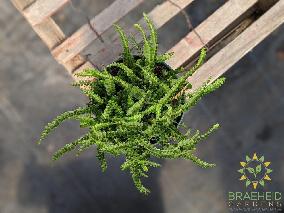 Button Fern