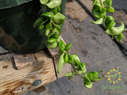 Order Hoya Compacta Canada wide Shipping