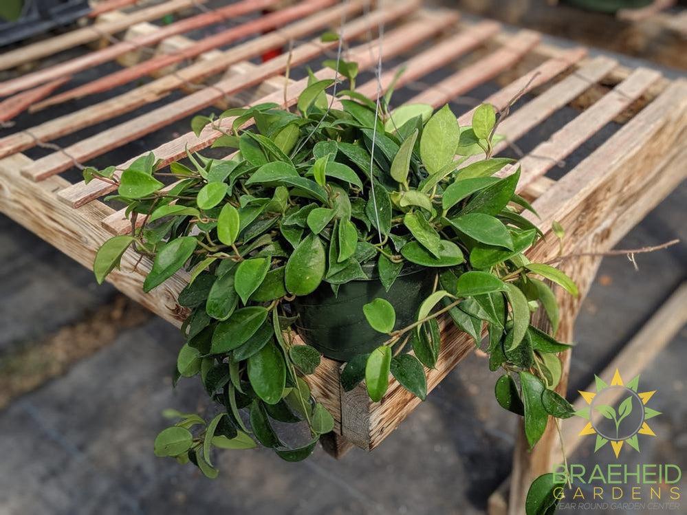 Order Large Hoya Carnosa Basket Canda
