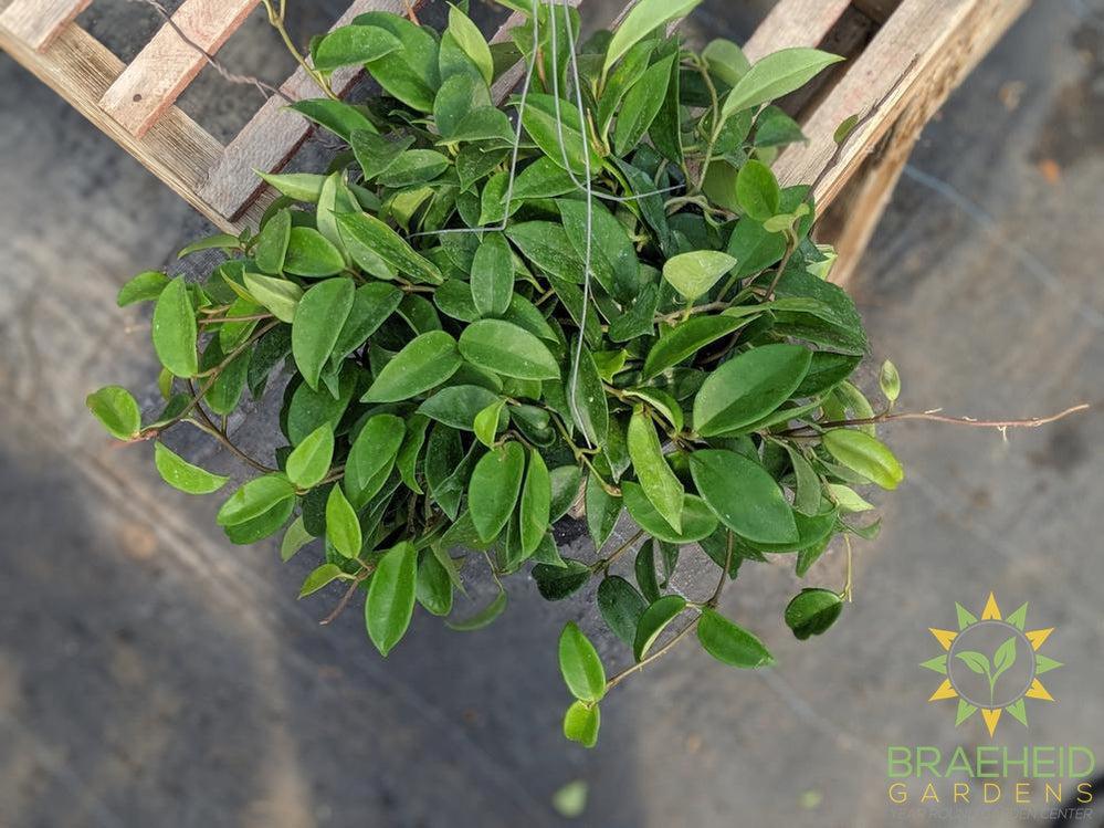 Hoya Carnosa Hanging Basket Canada Shipping