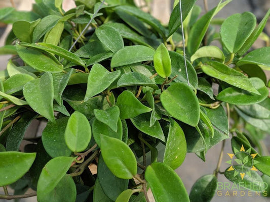 Hoya Carnosa Canada wide Shipping