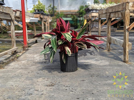 Large Stromanthe Triostar - NO SHIP