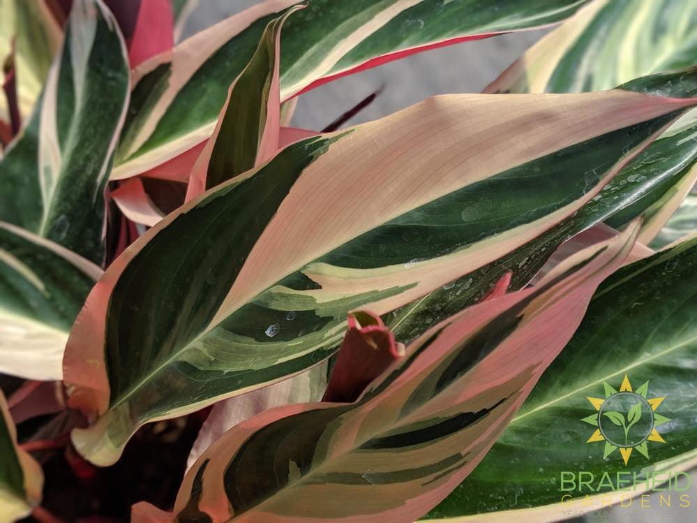 Large Stromanthe Triostar - NO SHIP