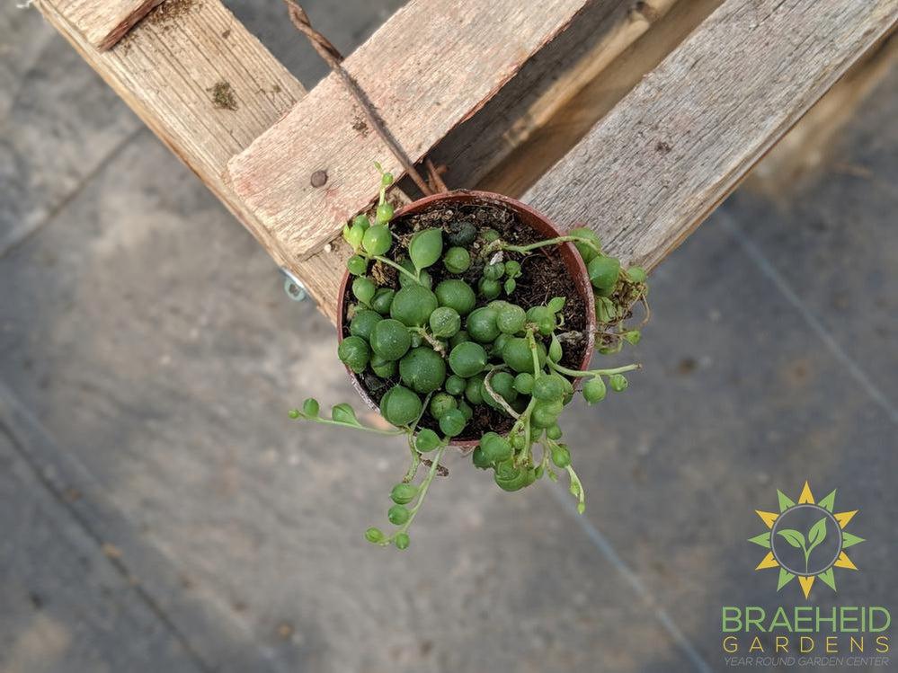 String of Pearls