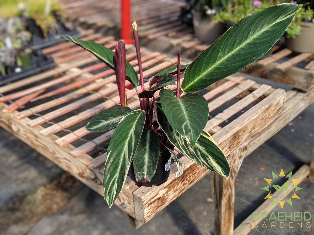 Stromanthe Triostar