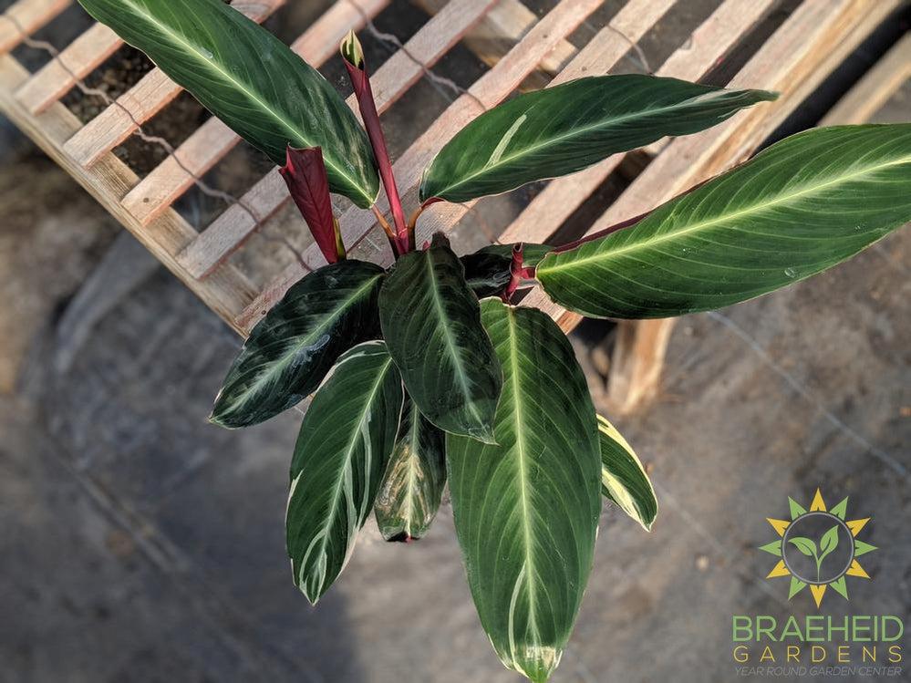 Stromanthe Triostar