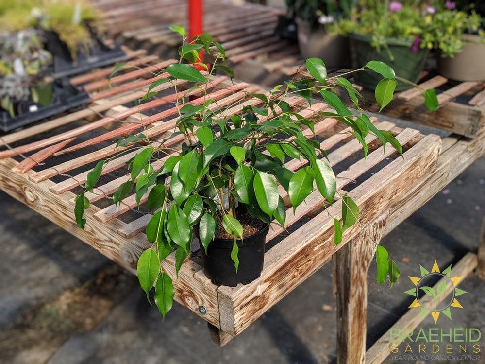 Weeping Ficus