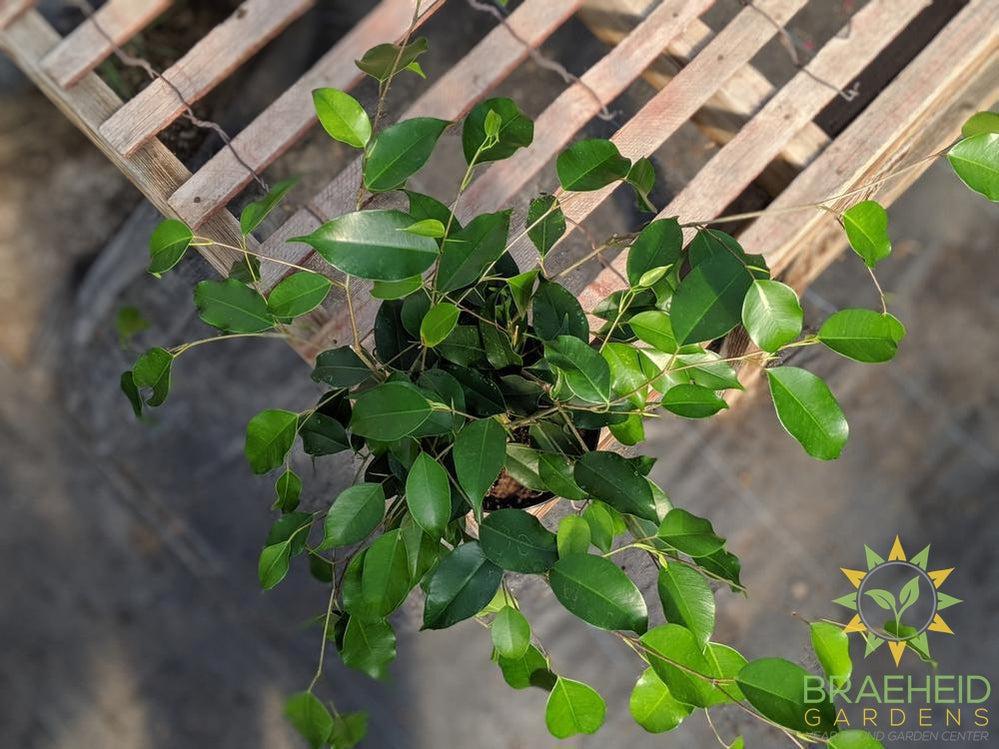 Weeping Ficus