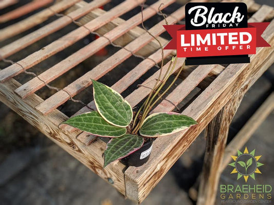 Order Hoya Macrophylla Albomarginata online Canada wide Shipping