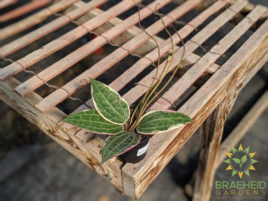 Order Hoya Macrophylla Albomarginata online Canada wide Shipping