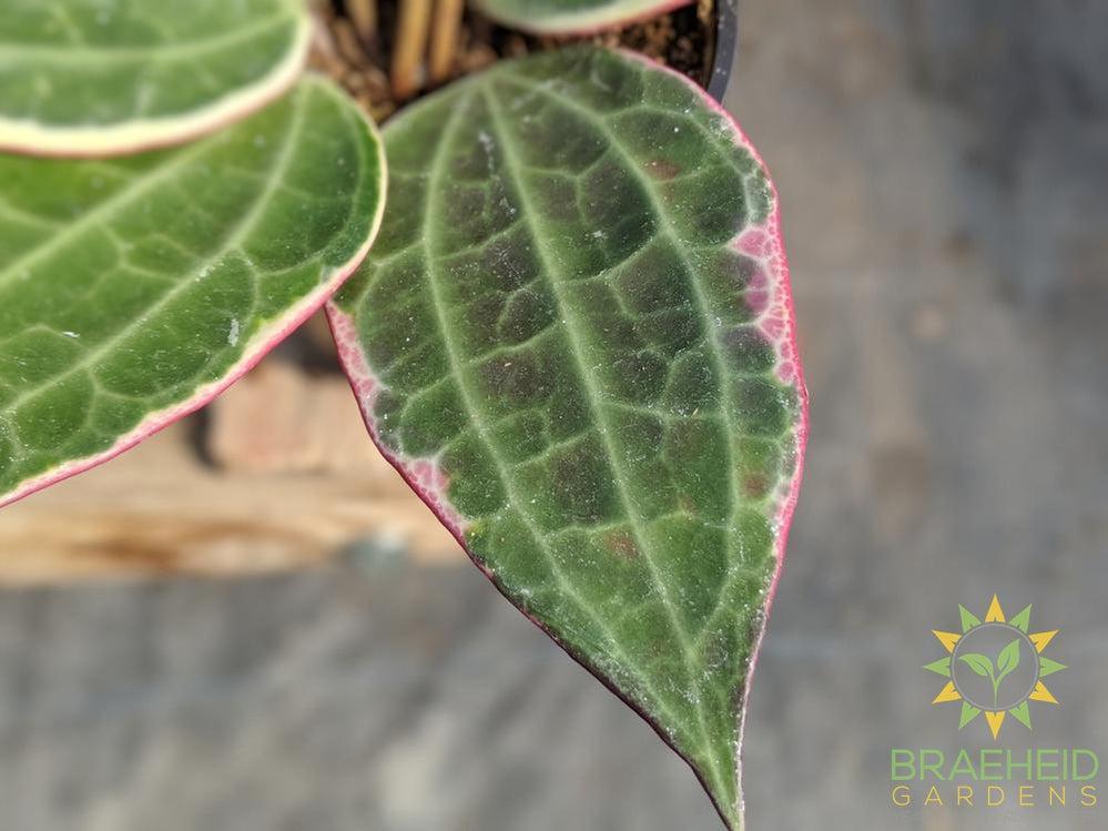 Hoya Macrophylla Albomarginata Leaf shape