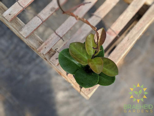Hoya Australis plant Canada
