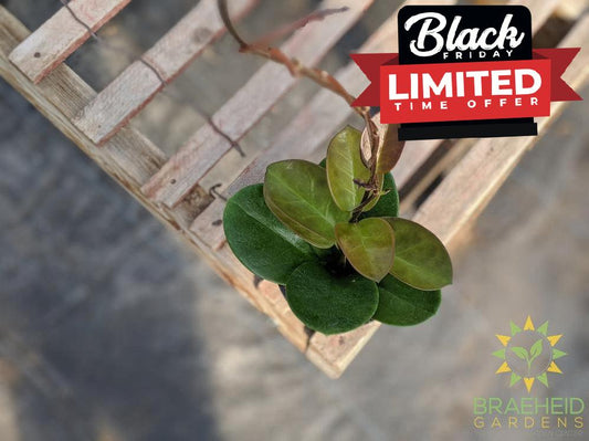 Hoya Australis plant Canada