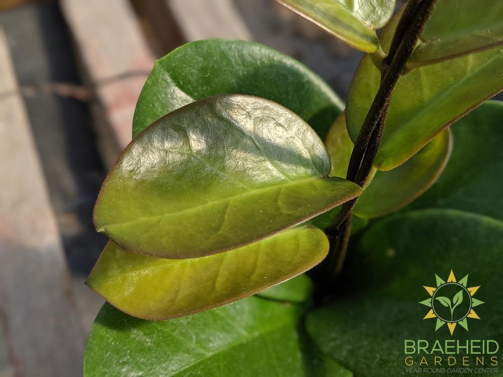 Hoya Australis leaf style