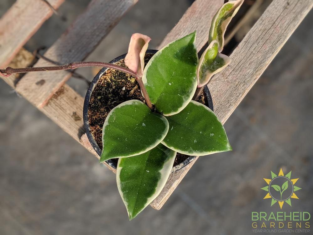 Buy Hoya Krimson Queen plants online