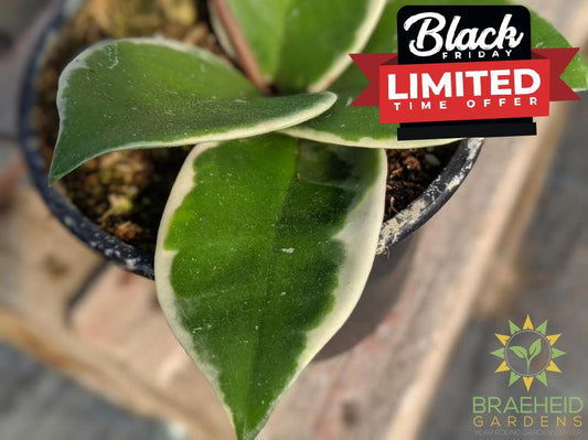 Hoya Krimson Queen leaf