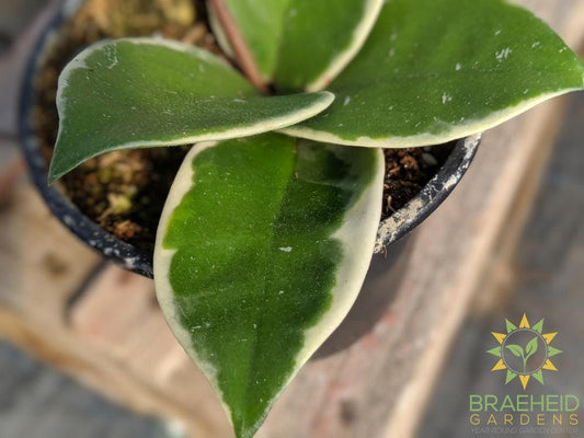 Hoya Krimson Queen leaf