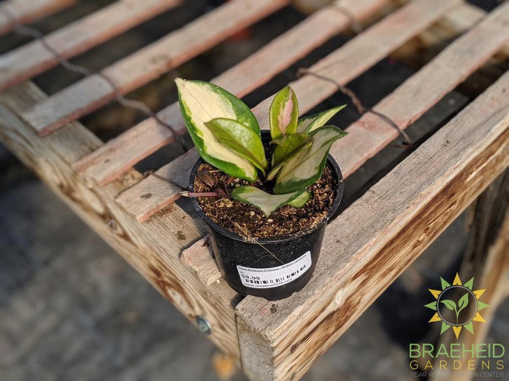 Order Hoya Krimson Princess online in Canada