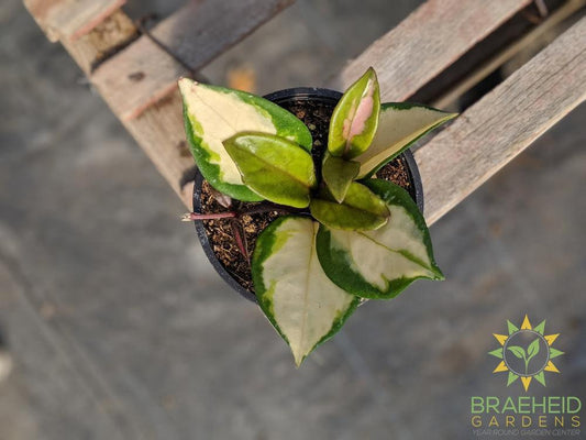 Buy Hoya Carnosa Rubra online in Canada