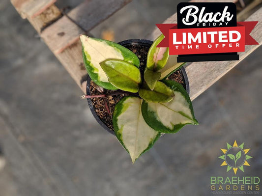 Buy Hoya Carnosa Rubra online in Canada