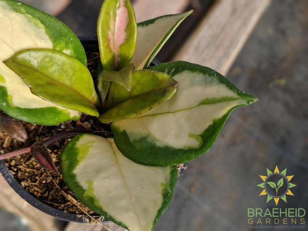 Leaf on Krimson Princess Hoya | Order online