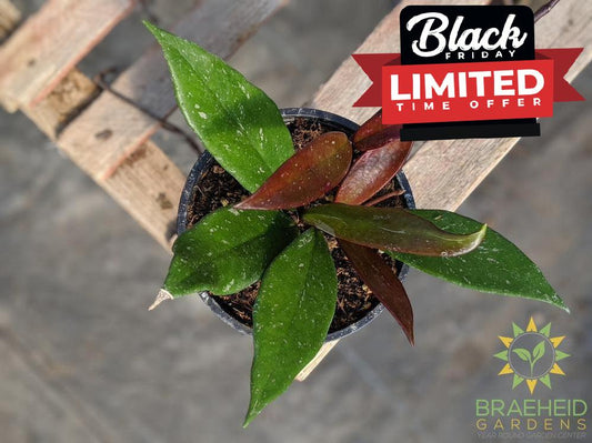 waxplant hoya online in Canada