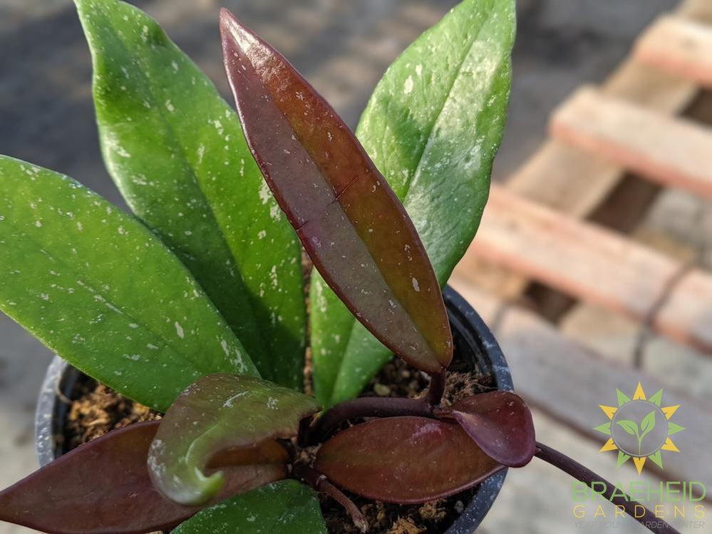Hoya pubicalyx Leaf shape