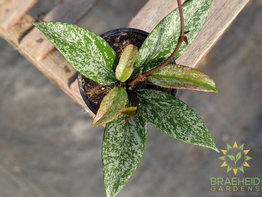 pubicalyx splash hoya for sale