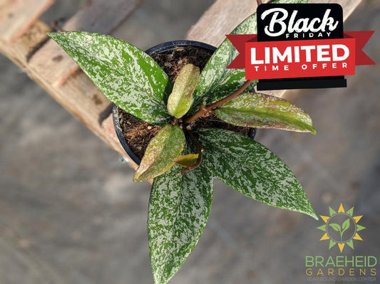 pubicalyx splash hoya for sale