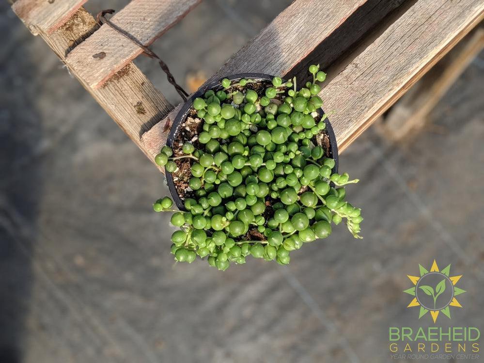 String of Pearls